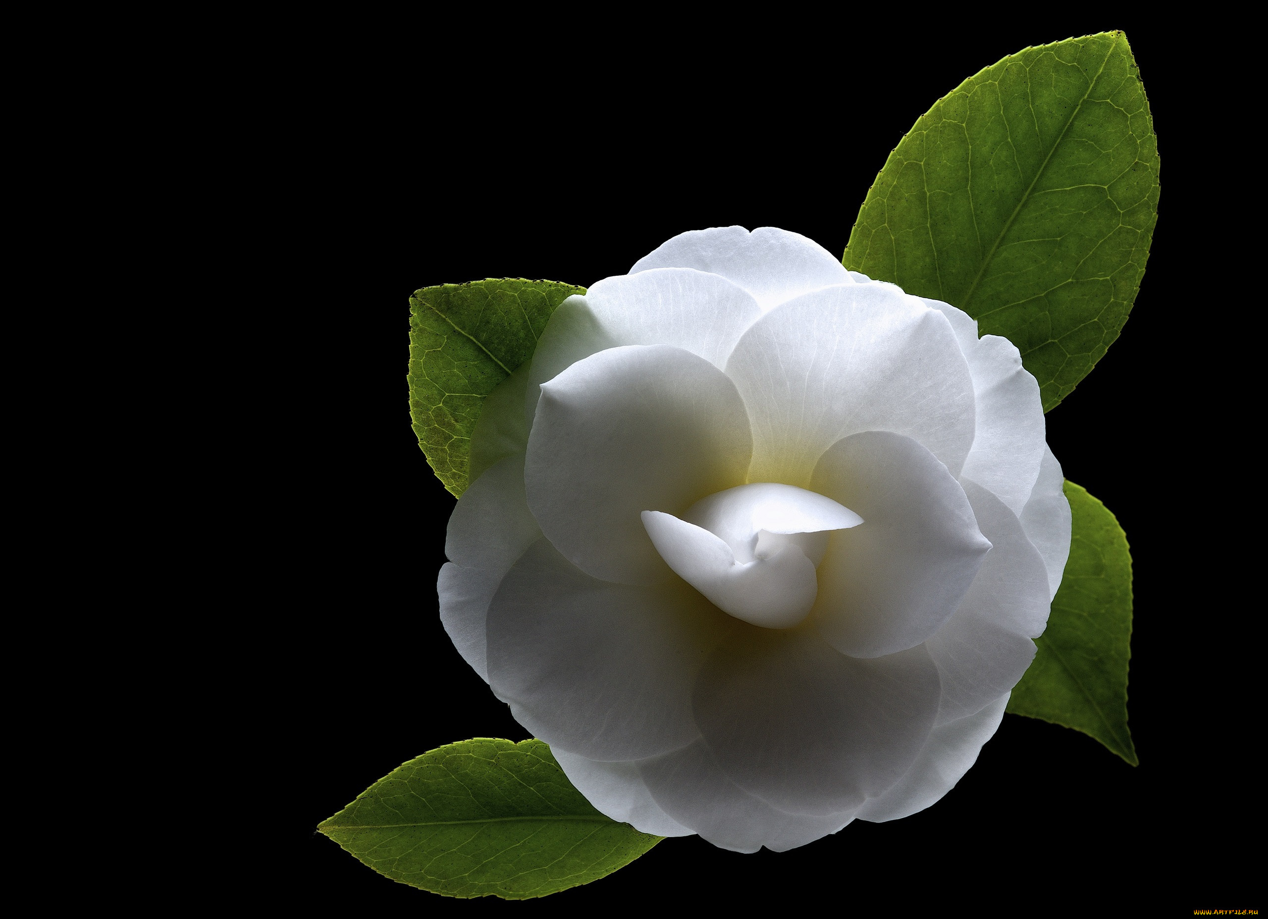 Камелия с черной гривой. Камелия белая цветок. Черная Камелия цветок. Камелия бутон. Камелия lu6430.